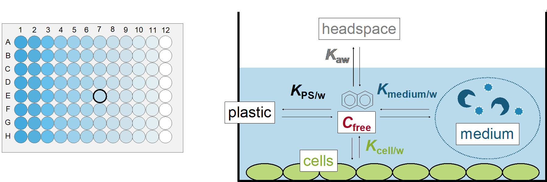 Exposure assessment in in vitro bioassays